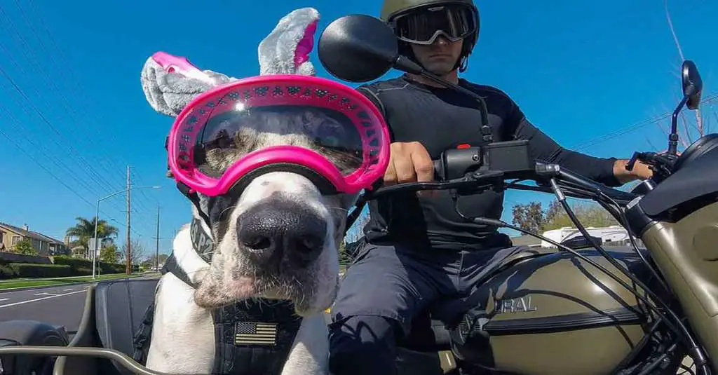 Waffles the Sidecar Dog - One Dog's Great Life on the Road