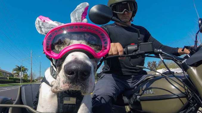 Waffles the Sidecar Dog - One Dog's Great Life on the Road